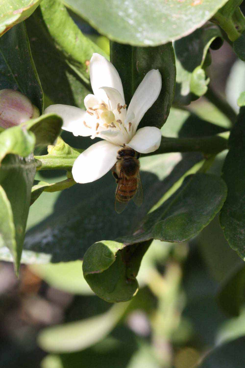              Flower (Riverside, CA)       